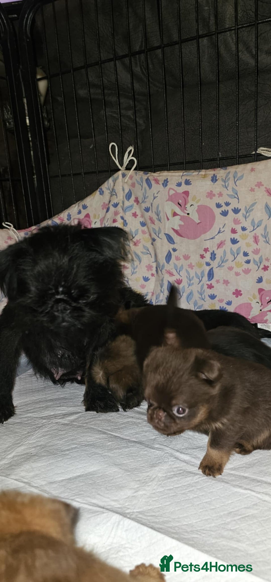 Griffon Bruxellois dogs for sale: Stunning Smooth Pedigree Griffons - Advert 8