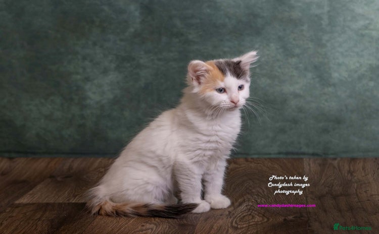 British Longhair cats - Advert 1