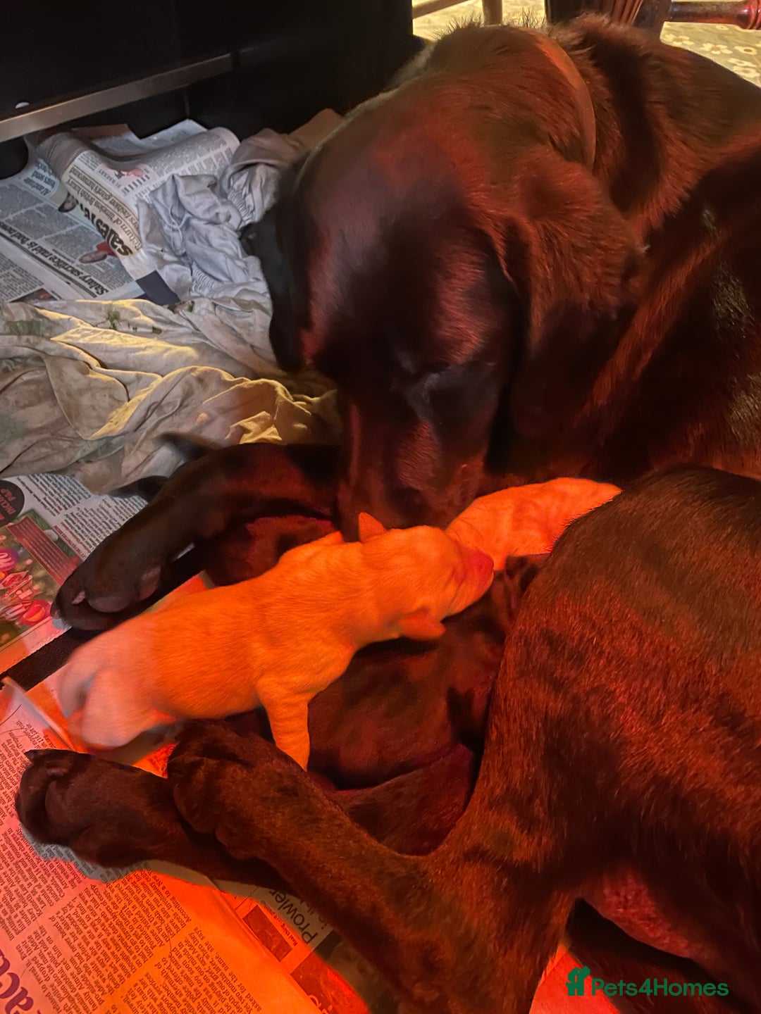 Labrador Retriever dogs for sale: Cotswold Born  Labrador Retriever Puppies. - Advert 11