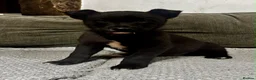 Mixed Breed dogs for sale: Lovely border collie cross girl in Ruthin - Advert 4
