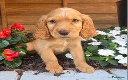 Cocker Spaniel dogs for sale: 2 beautiful working cocker spaniel pups  - Image 4