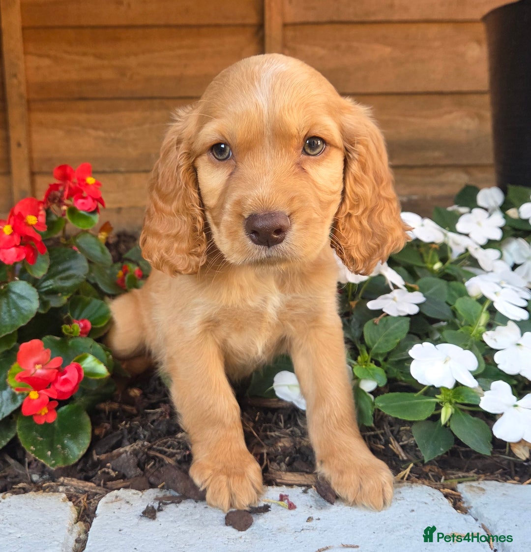 Cocker Spaniel dogs for sale: 2 beautiful working cocker spaniel pups  - Image 4
