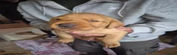 Labrador Retriever dogs for sale: Redfox Labrador  in Wigton - Advert 6