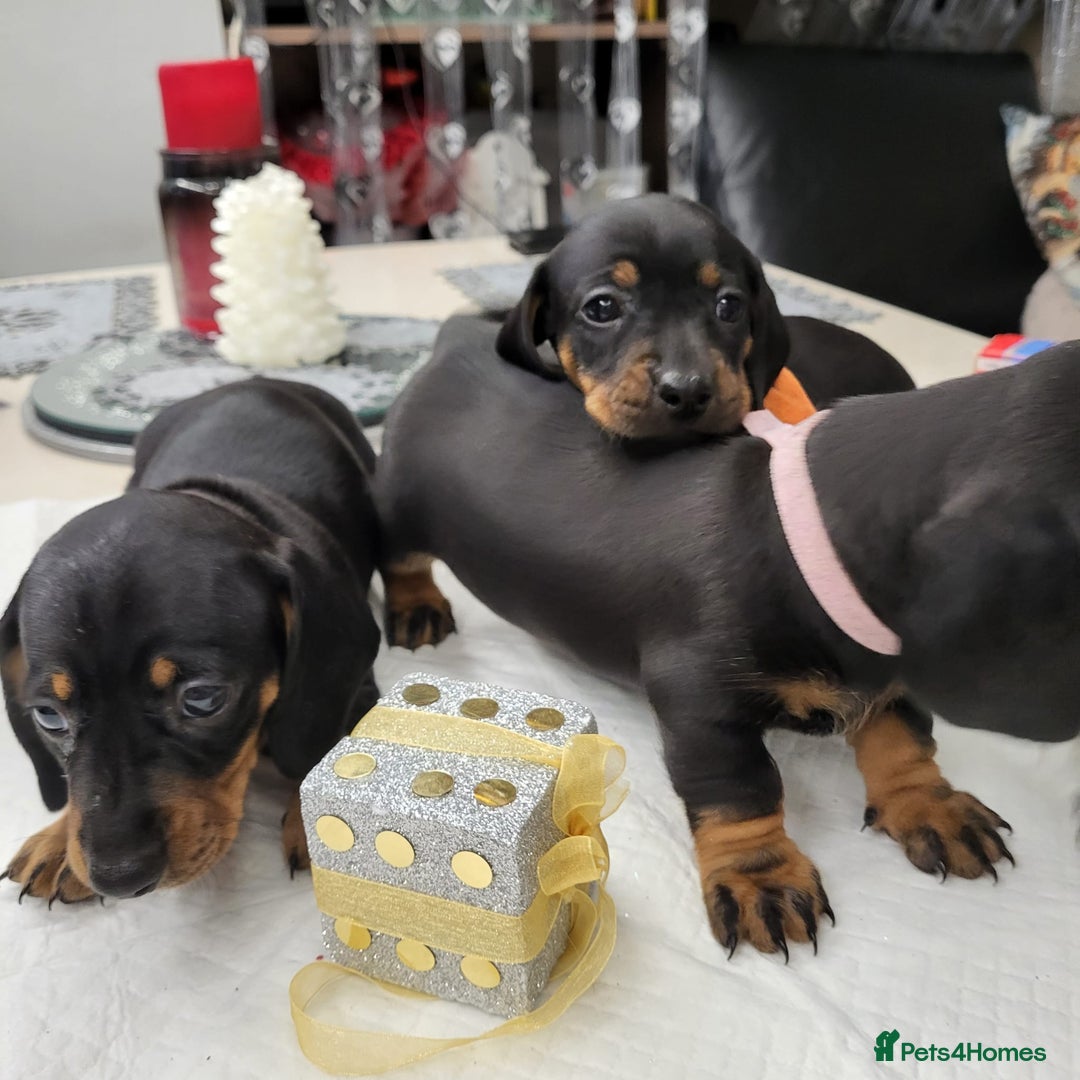 Dachshund dogs for sale: Wonderful dachshund puppies  - Advert 11