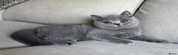 British Shorthair cats for sale: ✨ GCCF BEAUTIFUL KITTENS ✨ - Advert 12