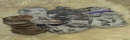 Miniature Dachshund dogs for sale: Dappled miniature smooth dachshund babies  - Advert 7