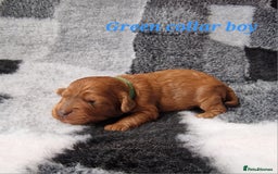 Cockapoo dogs for sale: Beautiful F1 Cockapoo puppies - Image 9