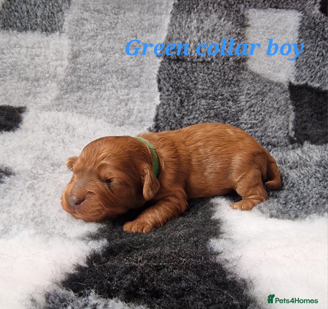 Cockapoo dogs for sale: Beautiful F1 Cockapoo puppies - Image 9