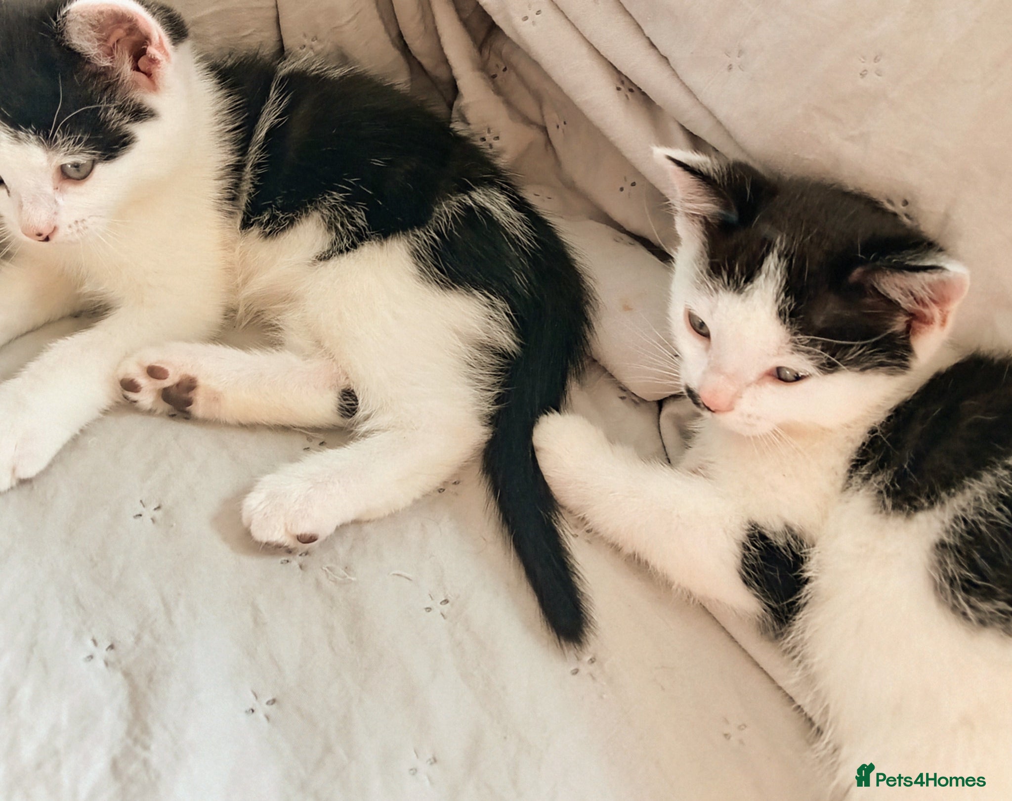 Mixed Breed cats Black and white kittens 9 weeks old  - Advert 1
