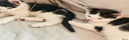 Mixed Breed cats for sale: Black and white kittens 9 weeks old  - Advert 1
