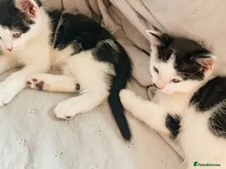 Mixed Breed cats Black and white kittens 9 weeks old - Advert 1