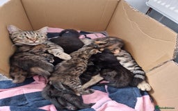 Mixed Breed cats for sale: Adorable Kittens Ready for Their New Homes! 🐾 - Image 1