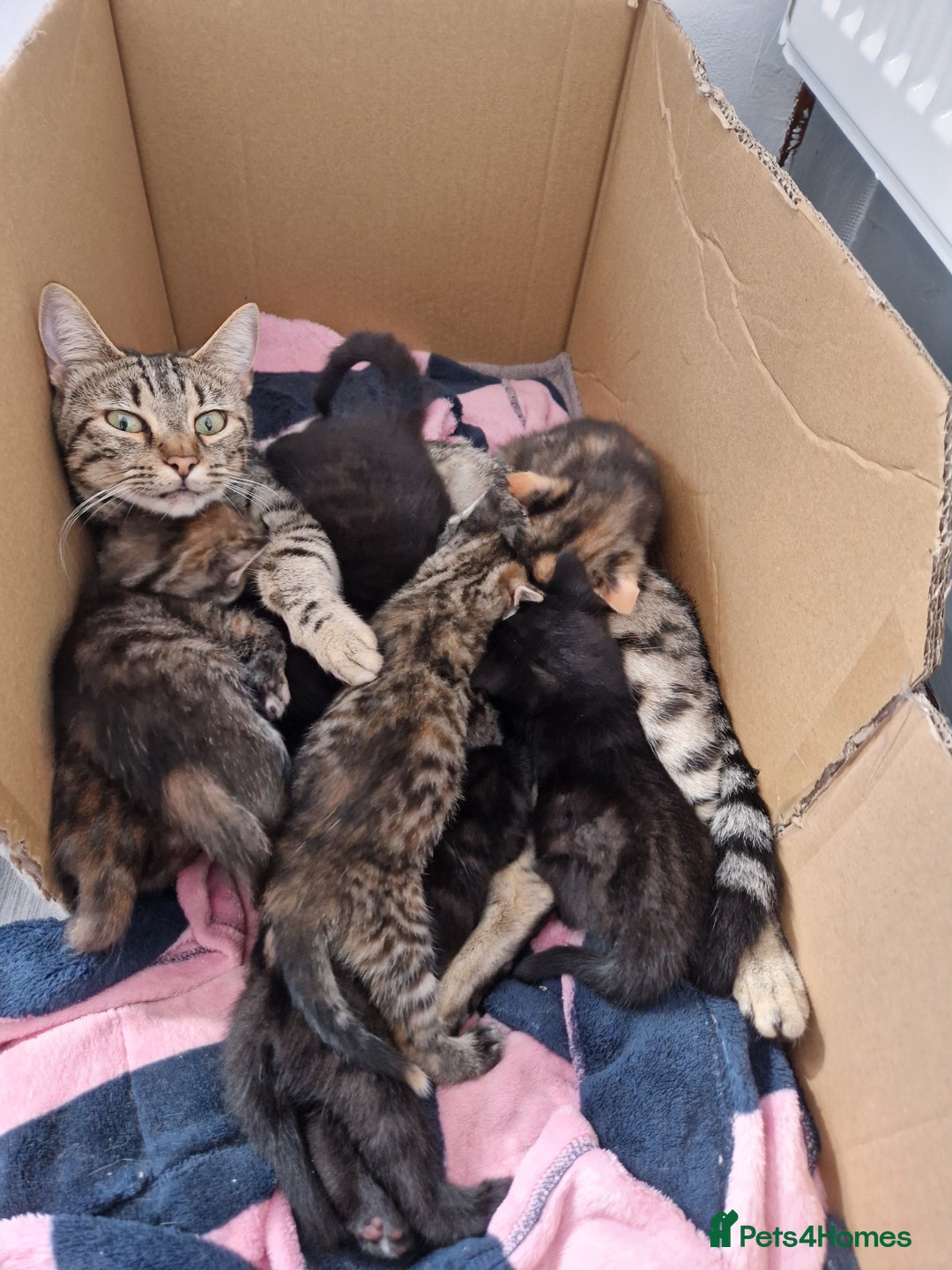 Mixed Breed cats for sale: Adorable Kittens Ready for Their New Homes! 🐾 - Image 1