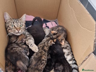 Mixed Breed cats - Advert 4