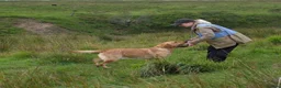 Labrador Retriever dogs for stud: Fully Health Tested Fox Red Labrador in Radstock - Advert 6