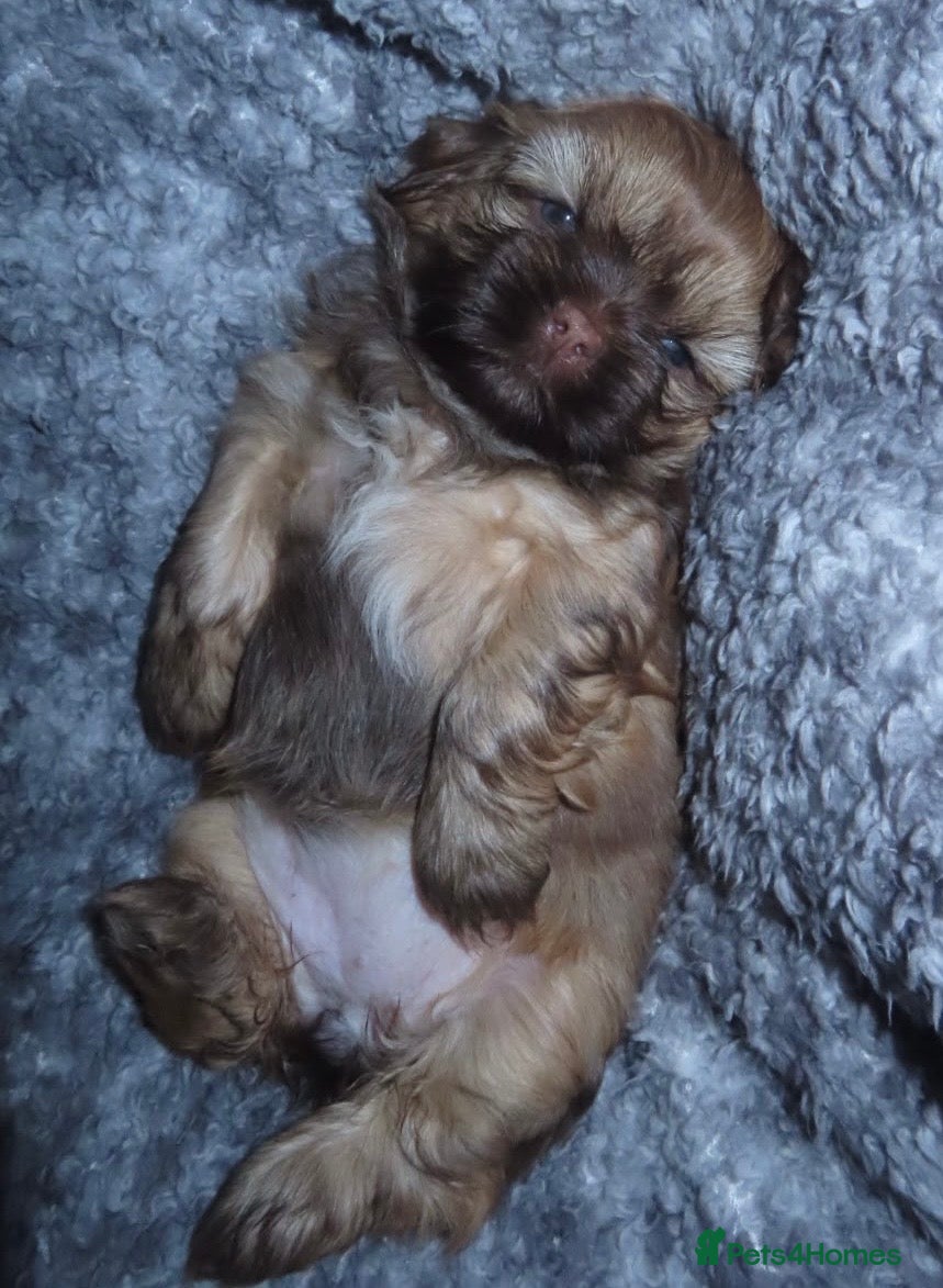 Shih Tzu dogs 🐶💕 Beautiful Female Shih Tzu Puppy for Sale! 💕 - Advert 2