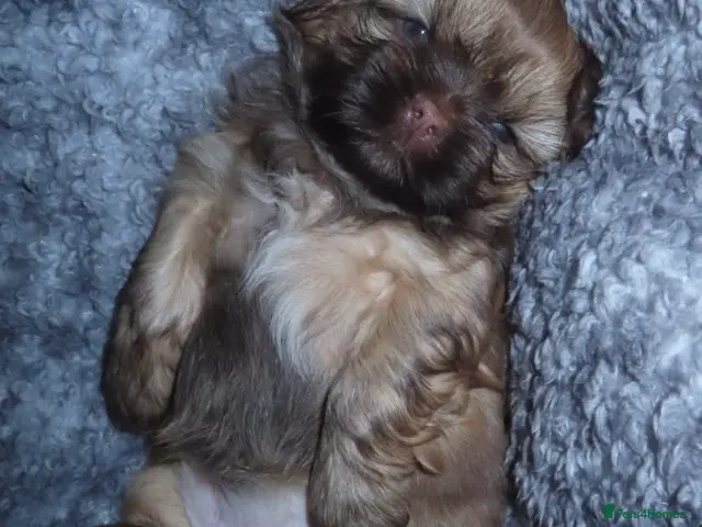 Shih Tzu dogs 🐶💕 Beautiful Female Shih Tzu Puppy for Sale! 💕 - Advert 2