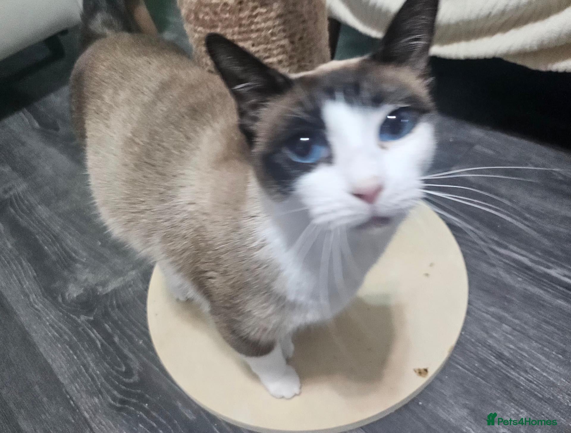 Snowshoe cats A VERY SPECIAL GIRL LOOKING FOR HER FOREVER HOME - Advert 2