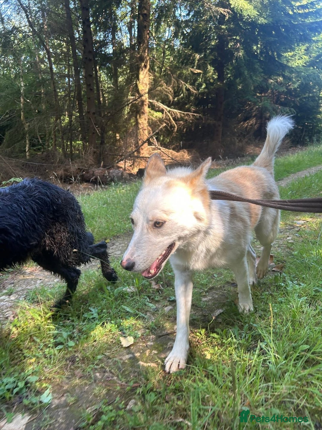 Mixed Breed dogs for adoption: Song - Norwich Norfolk  - Image 28