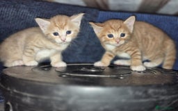 Mixed Breed cats for sale: 🐾 Beautiful Kittens – Tabby x Neva Masquerade  🐾 - Image 2