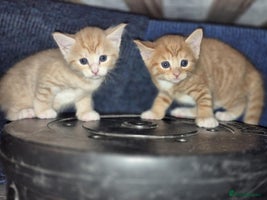 Mixed Breed cats - Advert 6