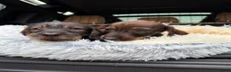 Dachshund dogs for sale: Wire haired Dachshund   - Advert 5