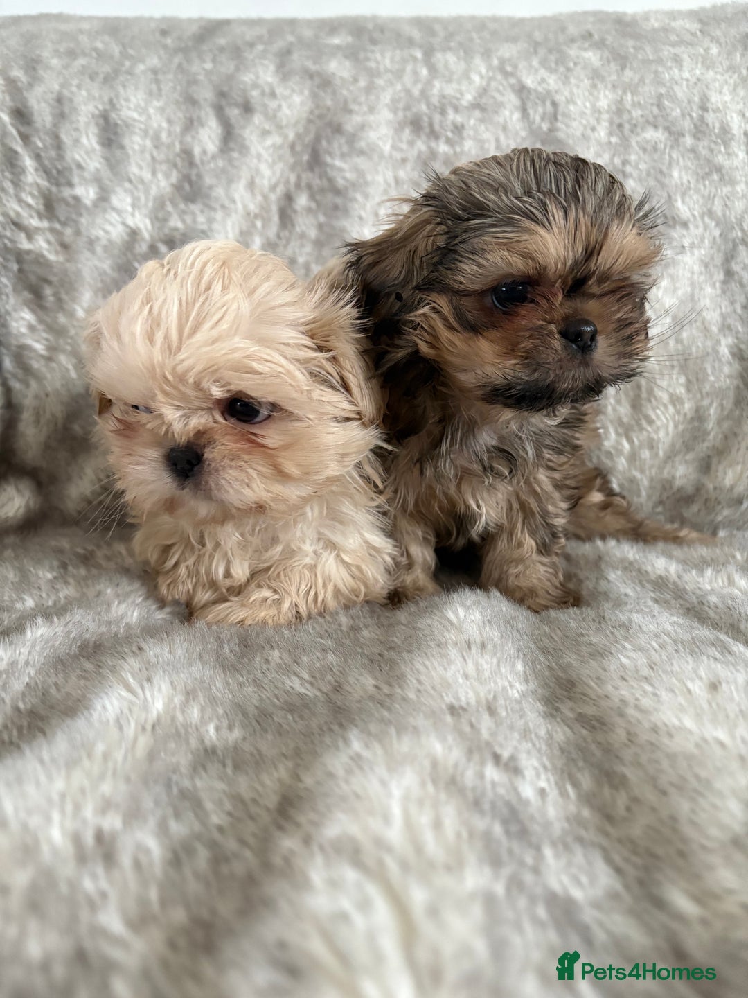 Shih Tzu dogs for sale: Reduced Ready now imperial Shihtzu  - Advert 4