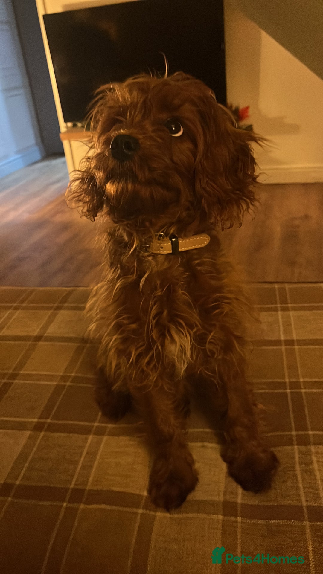 Cavapoo dogs for sale: Cavapoo 6 mths old  - Image 2
