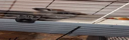 Lionhead rabbits for sale: Two female lion headed rabbits in Blackburn - Advert 4