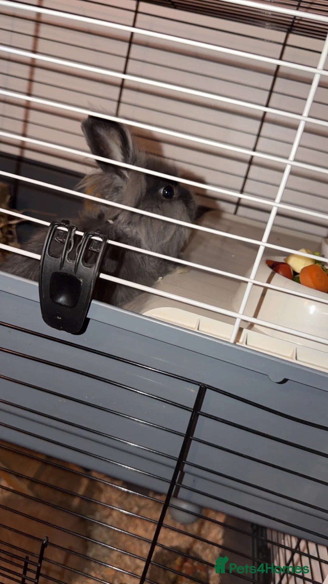 Lionhead rabbits for sale: Two female lion headed rabbits in Blackburn - Advert 4