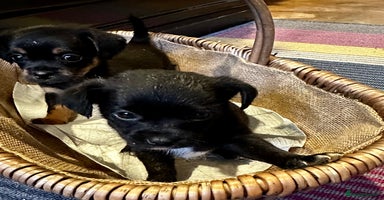 Yorkiepoo dogs - Advert 3