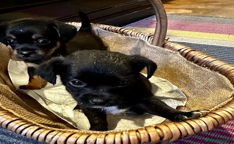 Yorkiepoo dogs - Advert 2