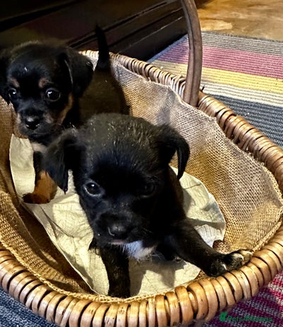 Yorkiepoo dogs - Advert 2