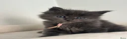 Mixed Breed cats for sale: Maine coon mix breed kittens  - Advert 19