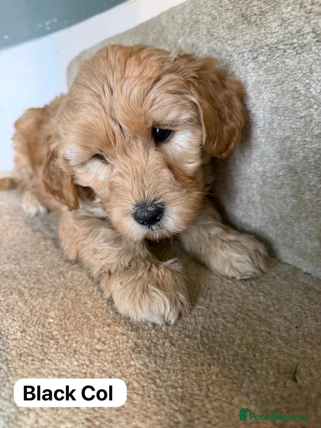 Labradoodle dogs for sale: Labradoodle  - Advert 14