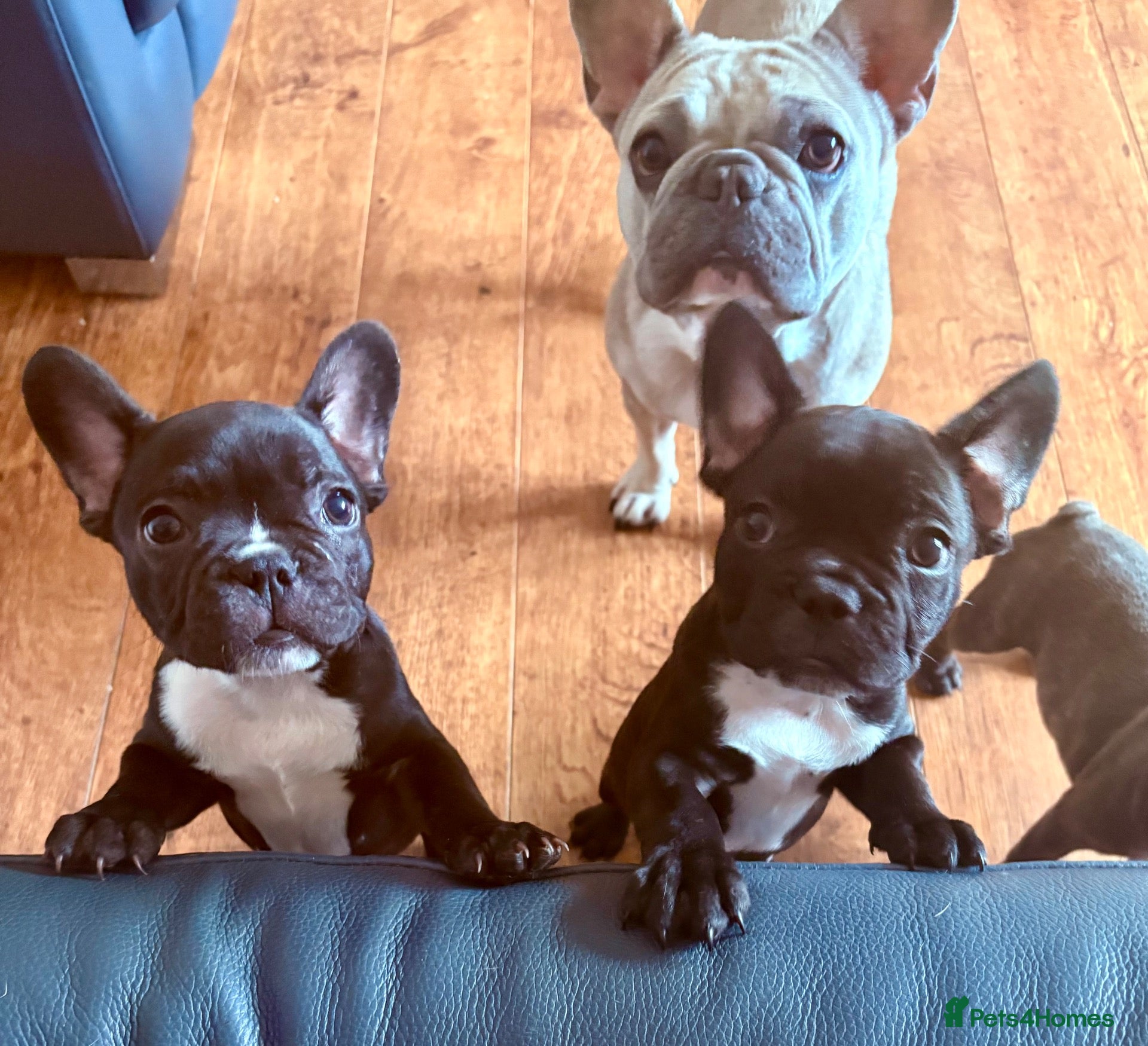 French Bulldog dogs French Bulldog Puppies - Advert 16