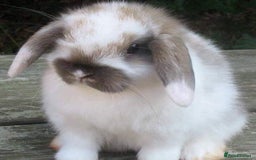 Mini Lop rabbits for sale: Vaccinated babies, wormed, flead ready now  - Image 12