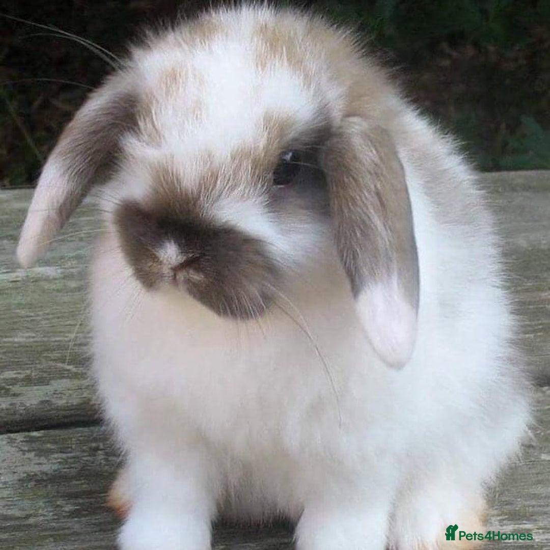 Mini Lop rabbits for sale: Vaccinated babies, wormed, flead ready now  - Image 12