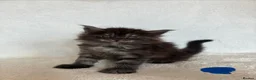 Maine Coon cats for sale: GCCF Maine Coon Kittens – Champion Parents - Advert 1
