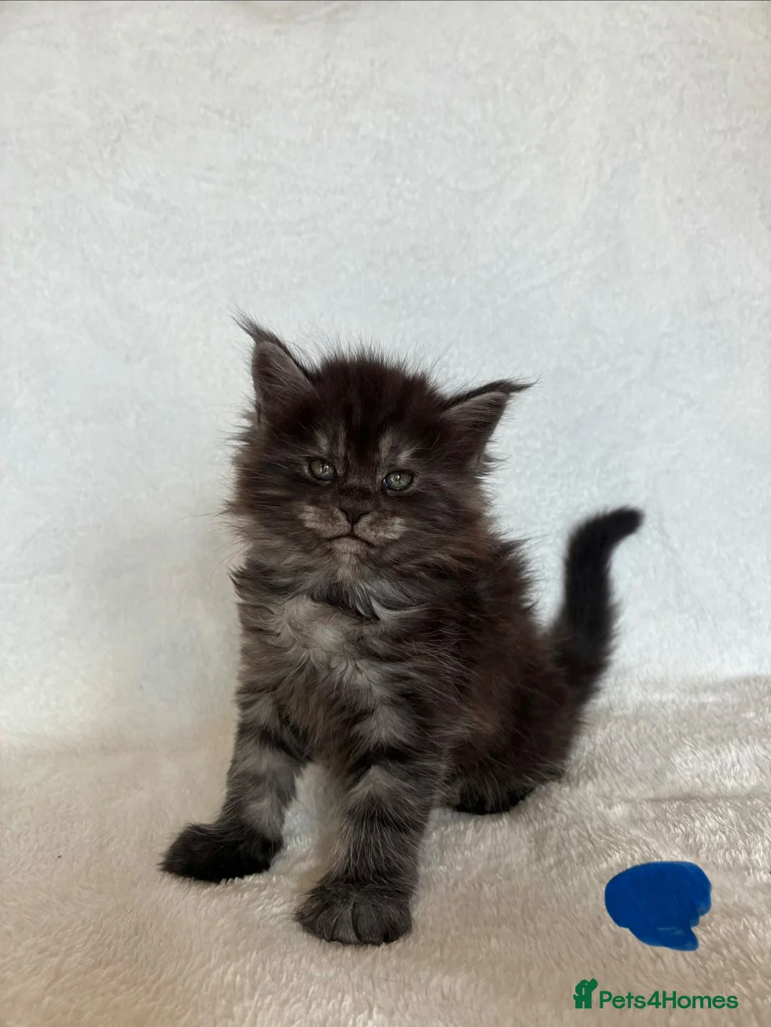 Maine Coon cats for sale: GCCF Maine Coon Kittens – Champion Parents - Advert 1