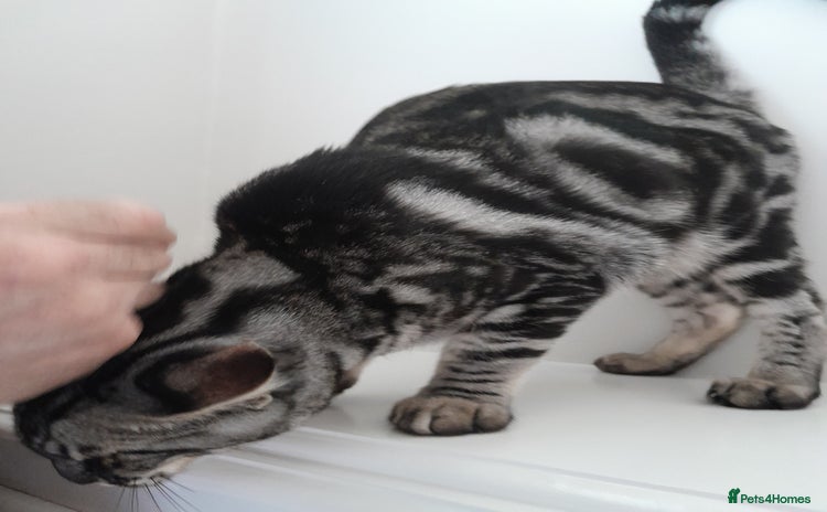 Savannah cats - Advert 2