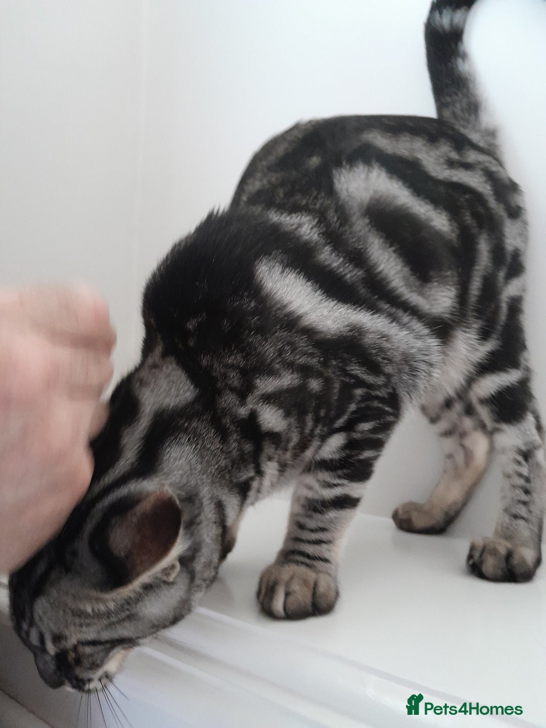 Savannah cats for sale: Full Pedigree & TICA Reg Marble Savannah Kitten - Image 16
