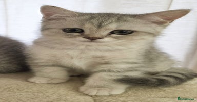 British Shorthair cats - Advert 16