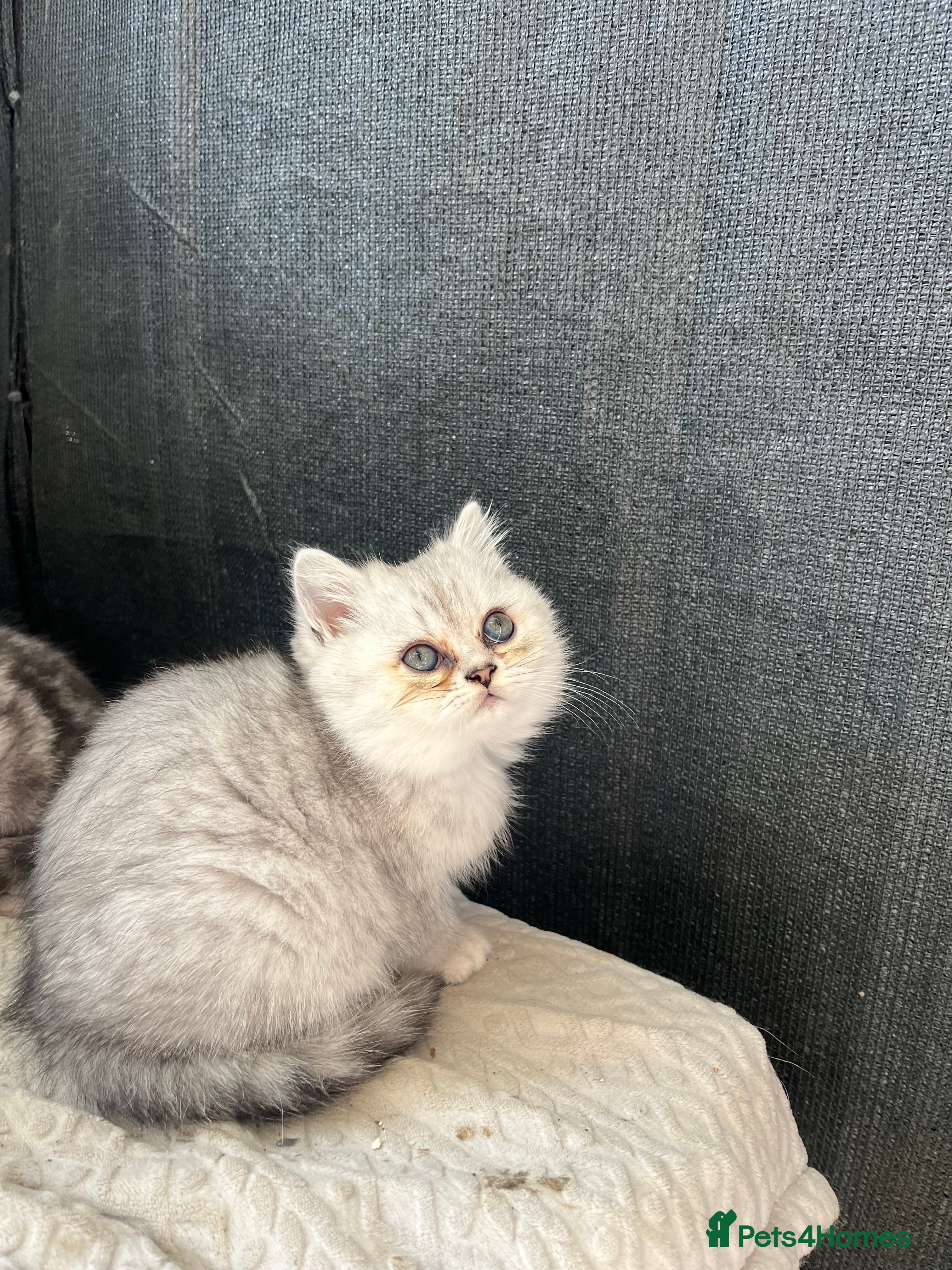 Persian cats for sale: Chinchilla Persians  - Advert 2