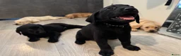 Labrador Retriever dogs for sale: KC Labrador Pups, Champion Line, Health Tested - Advert 4