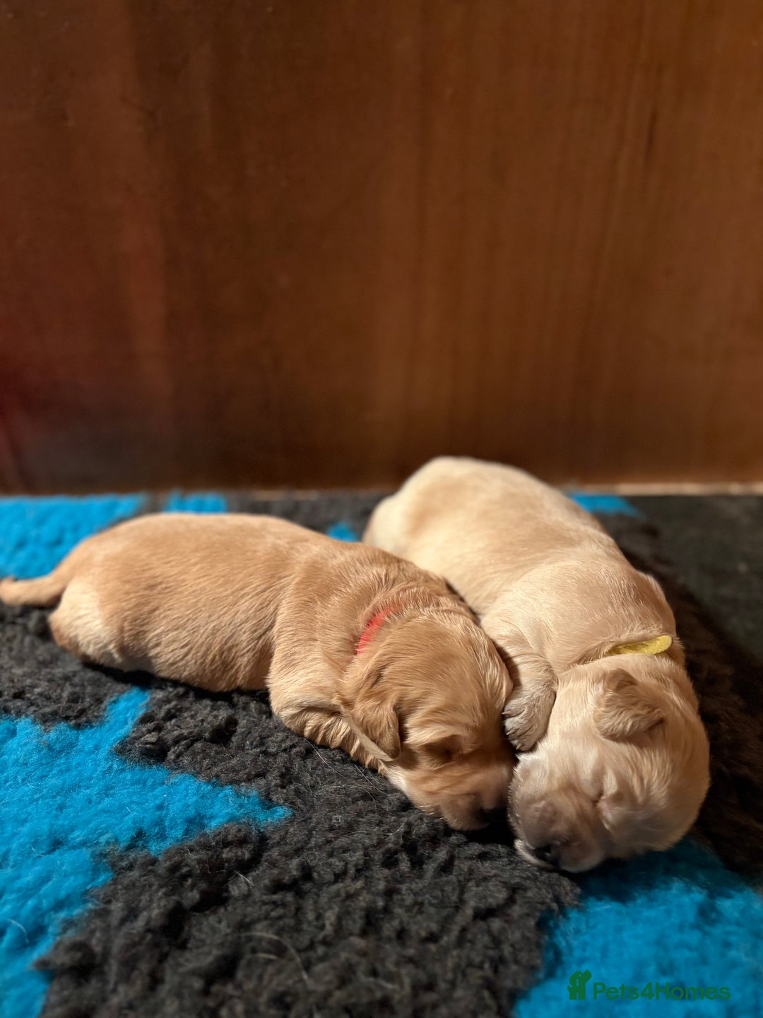 Golden Retriever dogs for sale: 1 female Golden Retriever Pup left for sale🥰🏡 - Advert 8
