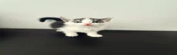 Mixed Breed cats for sale: 3 gorgeous kittens for sale  - Advert 3