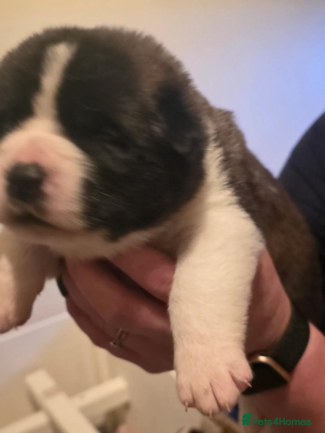 Mixed Breed dogs for sale: Beautiful saint bernard akita mix puppies - Advert 9
