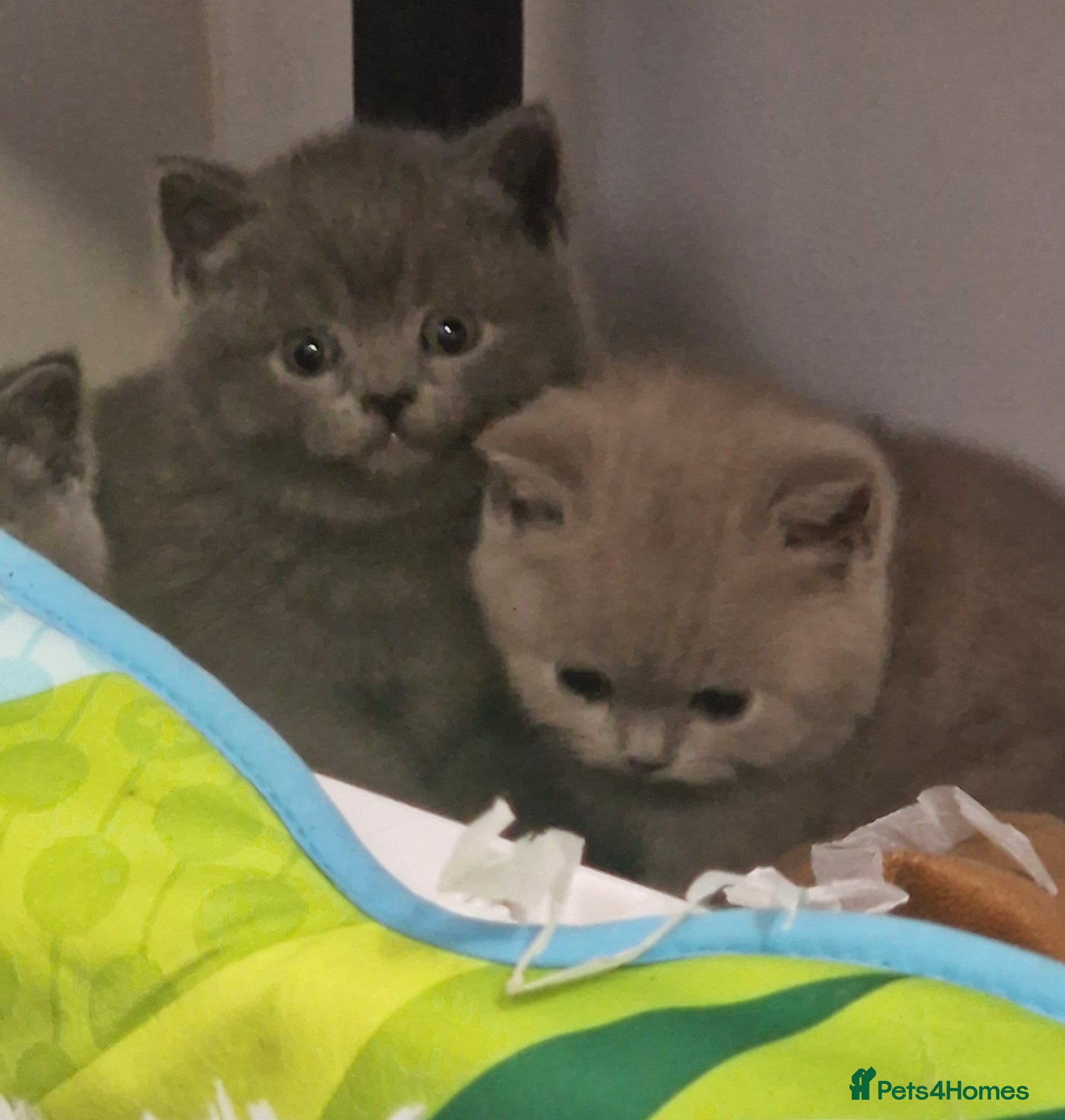 British Shorthair cats Gorgeous GCCF reg British Shorthair kittens  - Advert 2