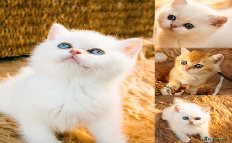 British Shorthair cats in Bedford - Advert 12